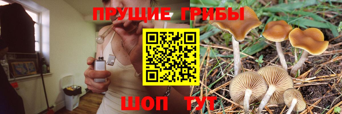Псилоцибиновые грибы прущие грибы Москва